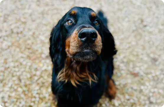 Photo de chien