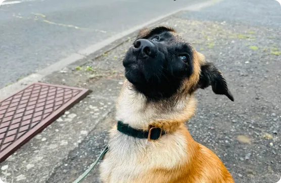 Photo de chien