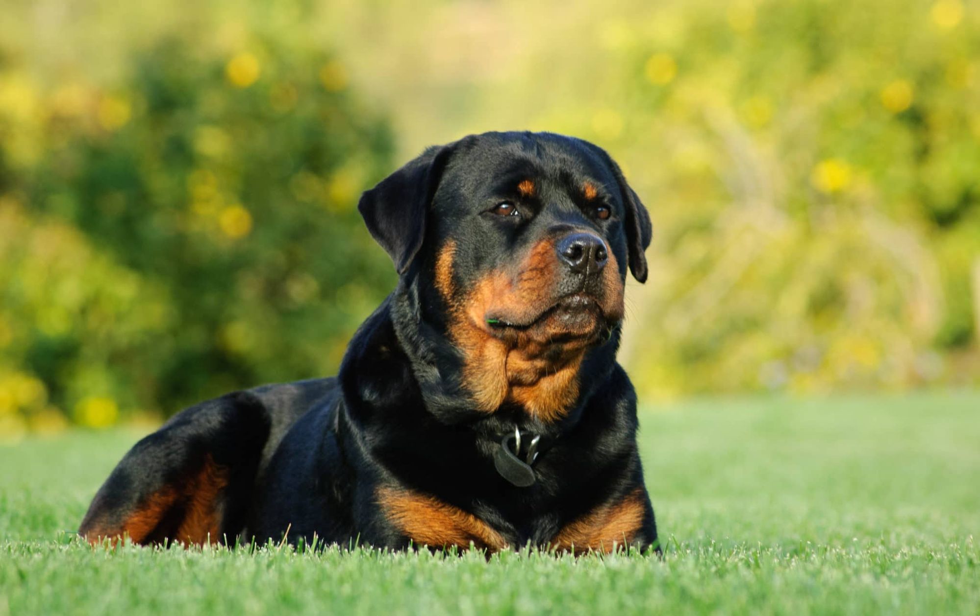 rott